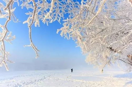 冬日暖阳下的雪花时光，2025年11月22日雪花热门版记录