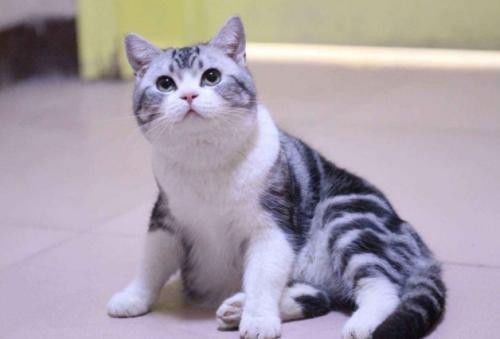 美短加白猫咪价格揭秘，探究猫咪背后的价值